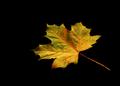 maple leaf 5