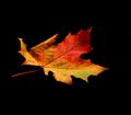 maple leaf 6