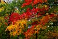 Diversity of Autumn colors