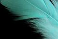 Feather feelings