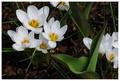 Snow Crocus
