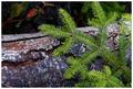 Fern
