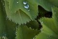 Dew drops