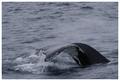 Whale tail