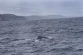 Humpback whale