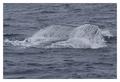 whale splash