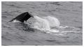 Whale 3