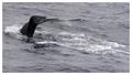 Whales 4