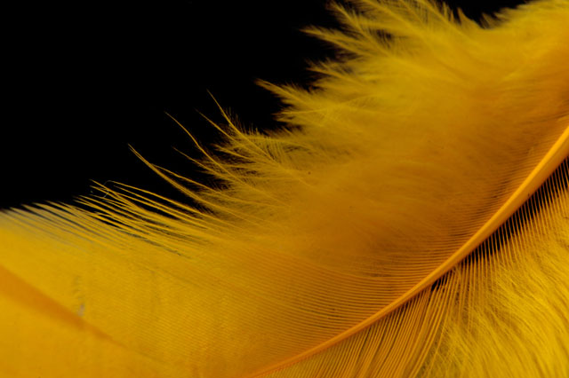 yellow Feather