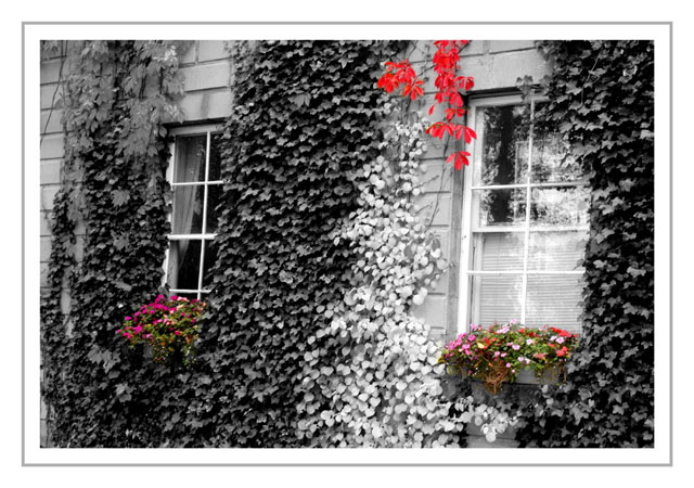 windows