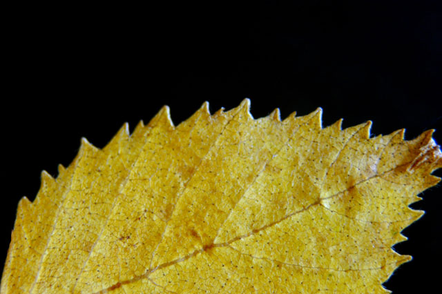 autumn leaf
