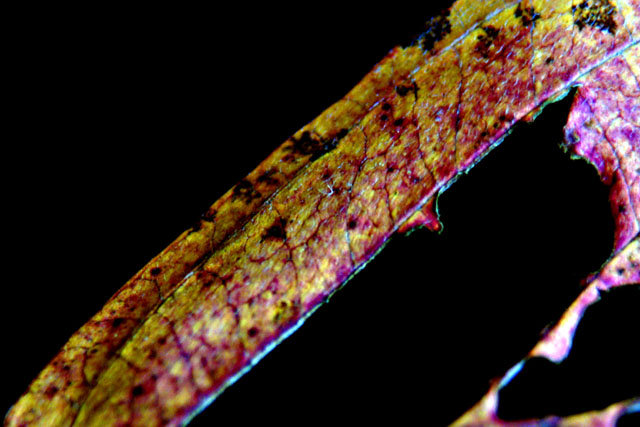 leaf