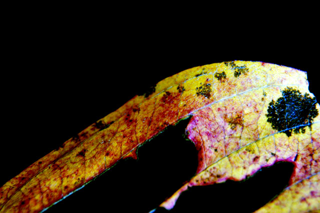 leaf