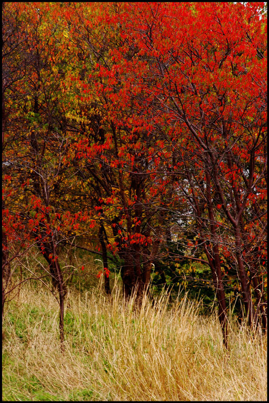 Splash of colors