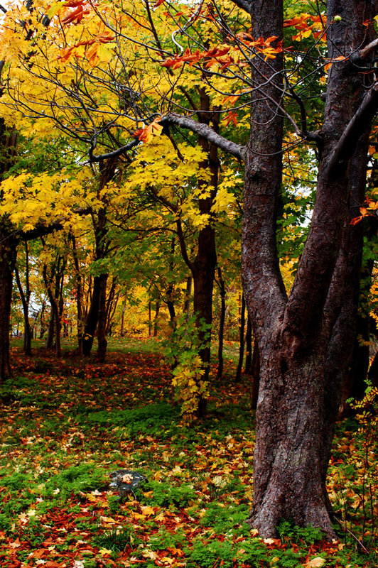 Melodious Autumn