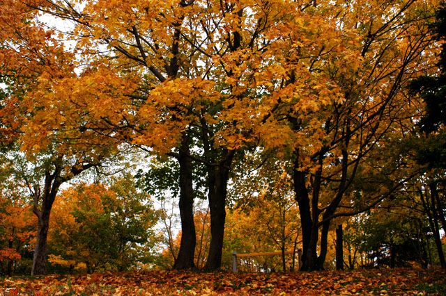 Autumn at its peak