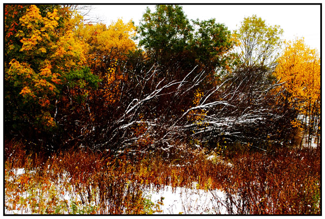 Nature's Canvas
