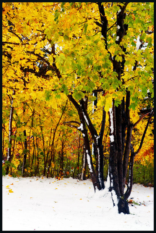 early winter