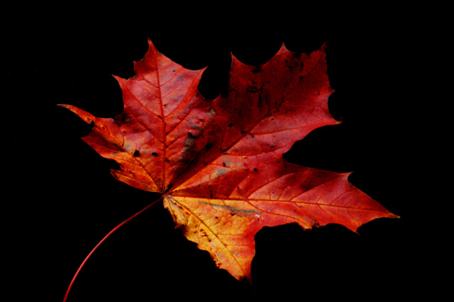 maple leaf 3