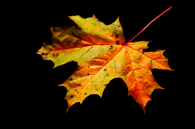 maple leaf 4