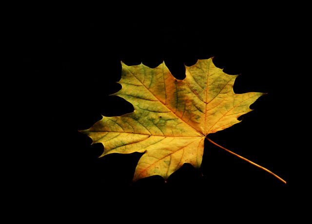 maple leaf 5
