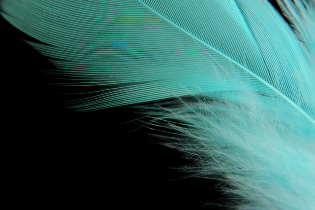 Feather feelings