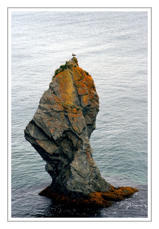 bird seat