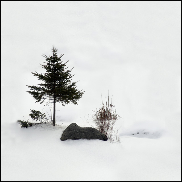 waiting for spring