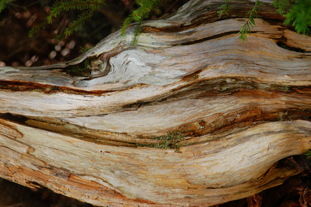 Wood texture