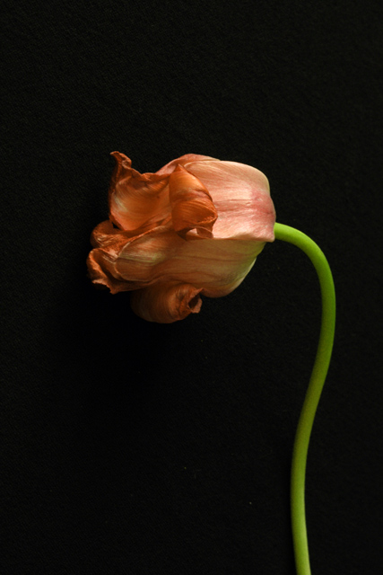 end of life