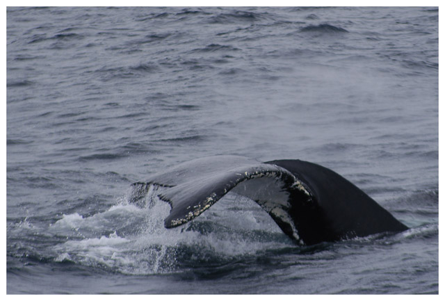 Whale tail