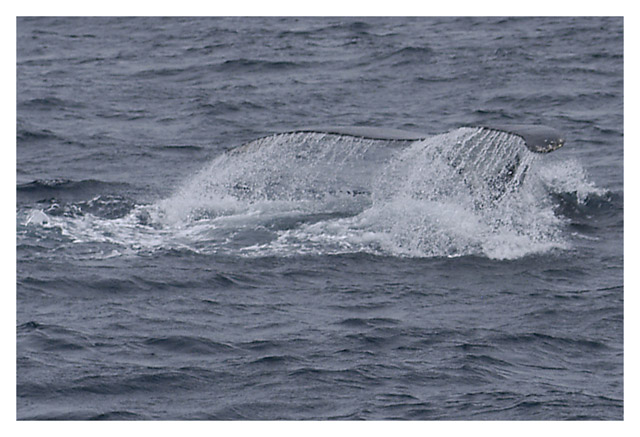 whale splash