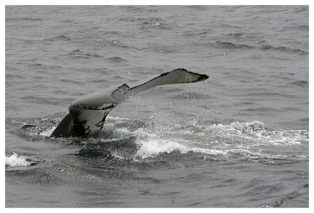 Whale 2