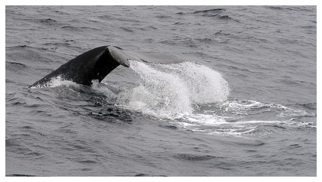Whale 3