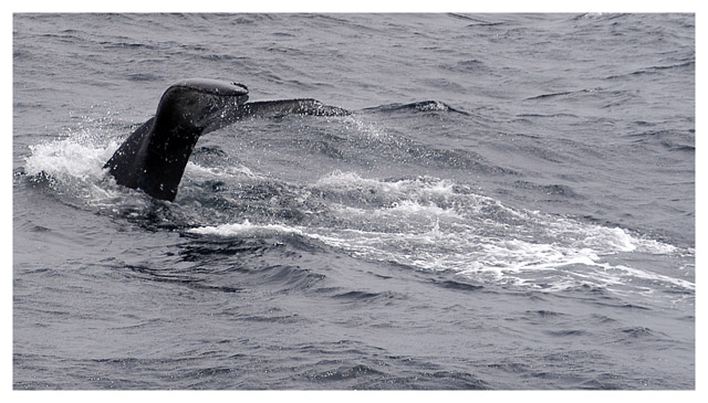 Whales 4