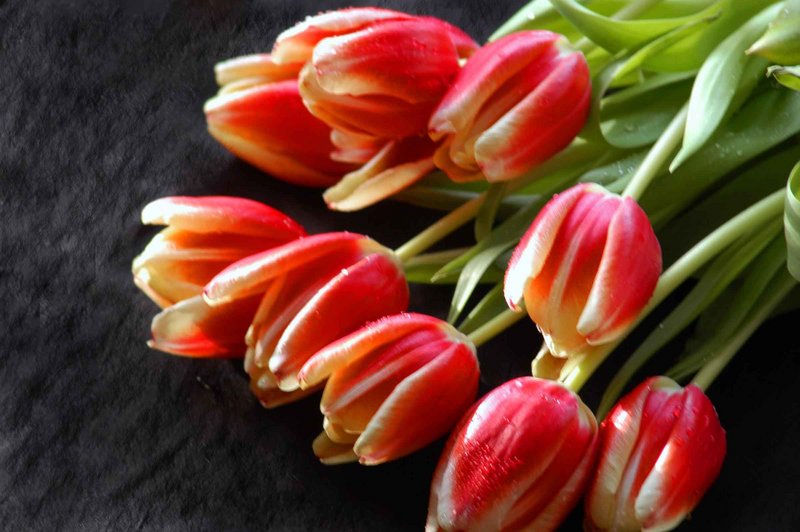 Tulips
