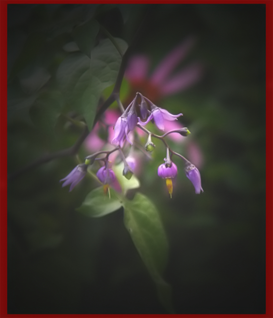 flower_filtered.jpg