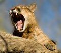 Yawn