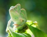 Veiled Chameleon