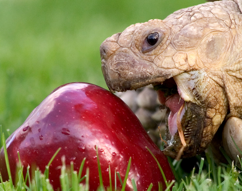 Apple under attack