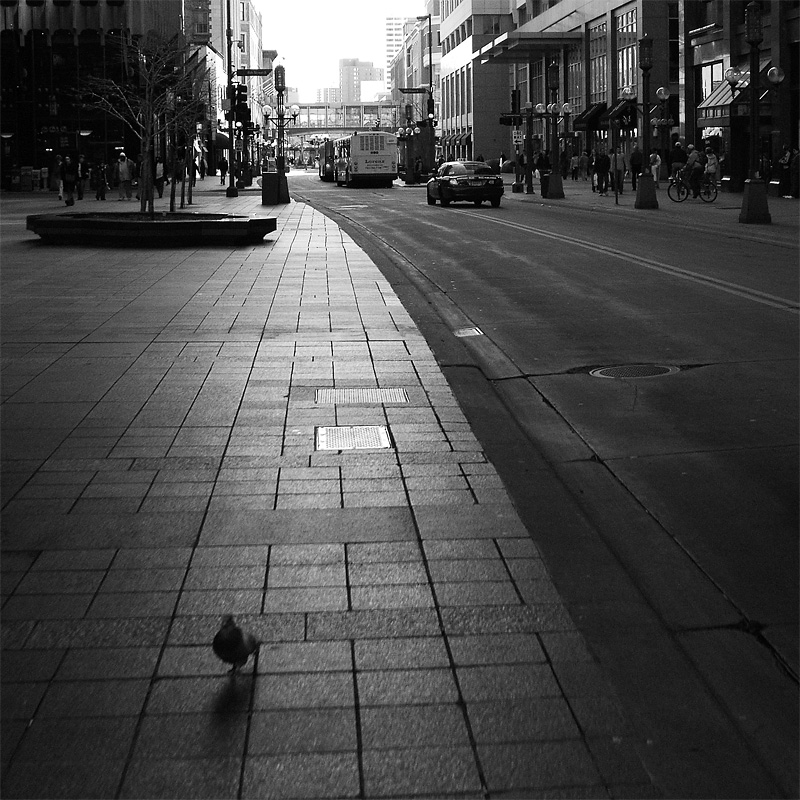 Urban Pigeon