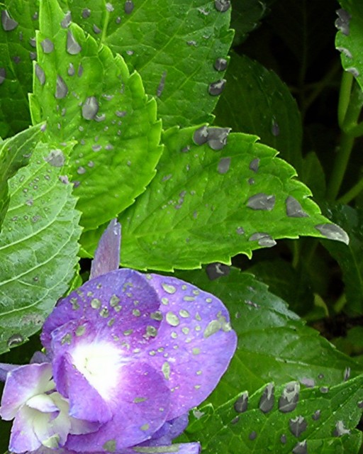 download0212 flower-resized.JPG