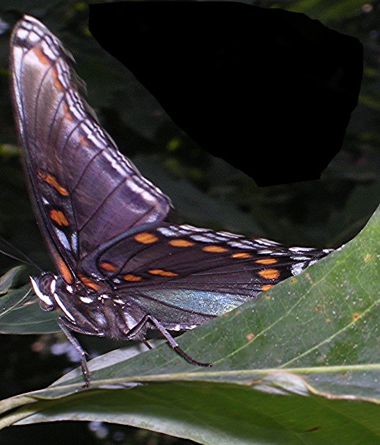 butterfly.jpg