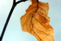 Simple Leaf
