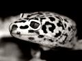 Gecko