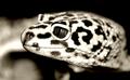 Gecko 2