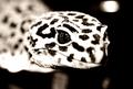Gecko 3