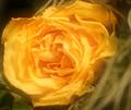 Yellow Rose