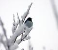Chickadee