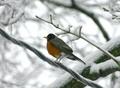 Robin3